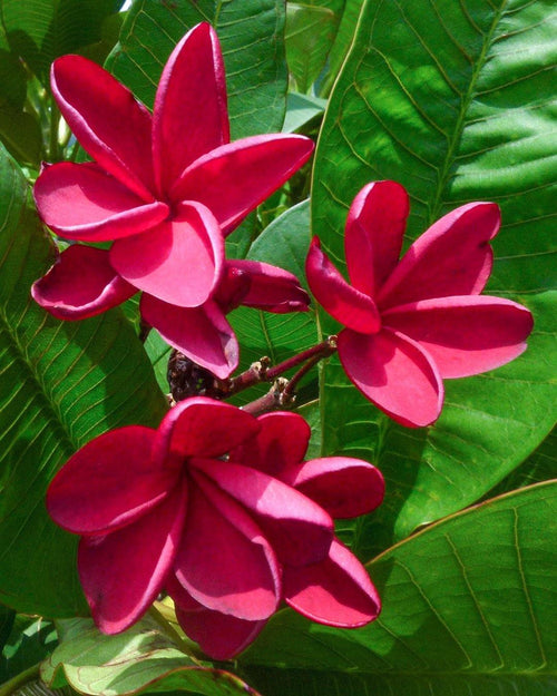 Plumeria El Corazon rossa (Frangipani, Pomelia) Pianta da Fiore Tropicale in Vaso Giardino e giardinaggio/Giardinaggio/Piante da esterno/Fiori Maxbest Plants - Messina, Commerciovirtuoso.it