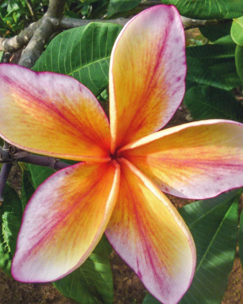 Plumeria Electric rosa-gialla (Frangipani, Pomelia) Pianta da Fiore Tropicale in Vaso Giardino e giardinaggio/Giardinaggio/Piante da esterno/Fiori Maxbest Plants - Messina, Commerciovirtuoso.it