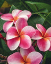 Plumeria Elsie rosa-arancione-bianca (Frangipani, Pomelia) Pianta da Fiore Tropicale in Vaso Giardino e giardinaggio/Giardinaggio/Piante da esterno/Fiori Maxbest Plants - Messina, Commerciovirtuoso.it