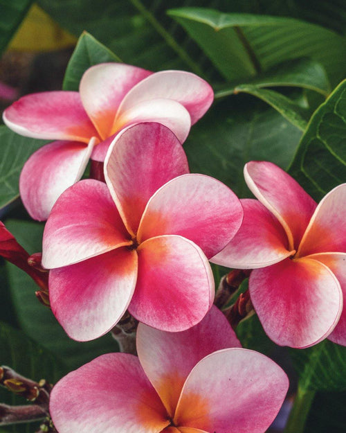 Plumeria Elsie rosa-arancione-bianca (Frangipani, Pomelia) Pianta da Fiore Tropicale in Vaso Giardino e giardinaggio/Giardinaggio/Piante da esterno/Fiori Maxbest Plants - Messina, Commerciovirtuoso.it