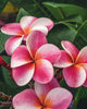 Plumeria "Elsie" rosa-arancione-bianca (Frangipani, Pomelia) Pianta da Fiore Tropicale in Vaso Giardino e giardinaggio/Giardinaggio/Piante da esterno/Fiori Maxbest Plants - Messina, Commerciovirtuoso.it