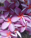 Plumeria Empress viola-arancione (Frangipani, Pomelia) Pianta da Fiore Tropicale in Vaso Giardino e giardinaggio/Giardinaggio/Piante da esterno/Fiori Maxbest Plants - Messina, Commerciovirtuoso.it