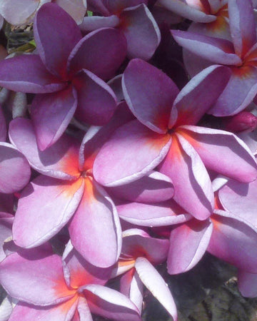 Plumeria "Empress" viola-arancione (Frangipani, Pomelia) Pianta da Fiore Tropicale in Vaso Giardino e giardinaggio/Giardinaggio/Piante da esterno/Fiori Maxbest Plants - Messina, Commerciovirtuoso.it