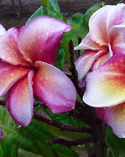 Plumeria Enigma rosa-red-bianca (Frangipani, Pomelia) Pianta da Fiore Tropicale in Vaso Giardino e giardinaggio/Giardinaggio/Piante da esterno/Fiori Maxbest Plants - Messina, Commerciovirtuoso.it