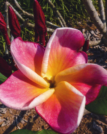 Plumeria "Essence" rosa-gialla (Frangipani, Pomelia) Pianta da Fiore Tropicale in Vaso Giardino e giardinaggio/Giardinaggio/Piante da esterno/Fiori Maxbest Plants - Messina, Commerciovirtuoso.it