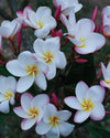 Plumeria Ever After bianca-gialla (Frangipani, Pomelia) Pianta da Fiore Tropicale in Vaso Giardino e giardinaggio/Giardinaggio/Piante da esterno/Fiori Maxbest Plants - Messina, Commerciovirtuoso.it