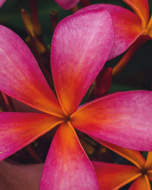 Plumeria Exotica rossa (Frangipani, Pomelia) Pianta da Fiore Tropicale in Vaso Giardino e giardinaggio/Giardinaggio/Piante da esterno/Fiori Maxbest Plants - Messina, Commerciovirtuoso.it
