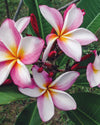 Plumeria Fantasia Rosa-Bianca-Gialla (Frangipani, Pomelia) Pianta Da Fiore Tropicale in Vaso Resistente Ad Alte Temperature Giardino e giardinaggio/Giardinaggio/Piante da esterno/Fiori Maxbest Plants - Messina, Commerciovirtuoso.it