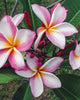 Plumeria "Fantasia" Rosa-Bianca-Gialla (Frangipani, Pomelia) Pianta Da Fiore Tropicale in Vaso Resistente Ad Alte Temperature Giardino e giardinaggio/Giardinaggio/Piante da esterno/Fiori Maxbest Plants - Messina, Commerciovirtuoso.it