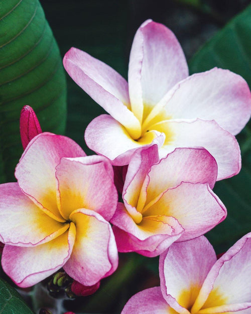 Plumeria fantasy Rosa-Bianca-Gialla (frangipani, Pomelia) Profumo Dolce Bordi Smerlati Giardino e giardinaggio/Giardinaggio/Piante da esterno/Fiori Maxbest Plants - Messina, Commerciovirtuoso.it