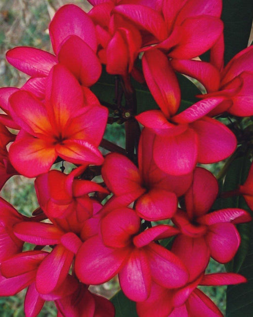 Plumeria Flamingo rossa (Frangipani, Pomelia) Pianta da Fiore Tropicale in Vaso Giardino e giardinaggio/Giardinaggio/Piante da esterno/Fiori Maxbest Plants - Messina, Commerciovirtuoso.it