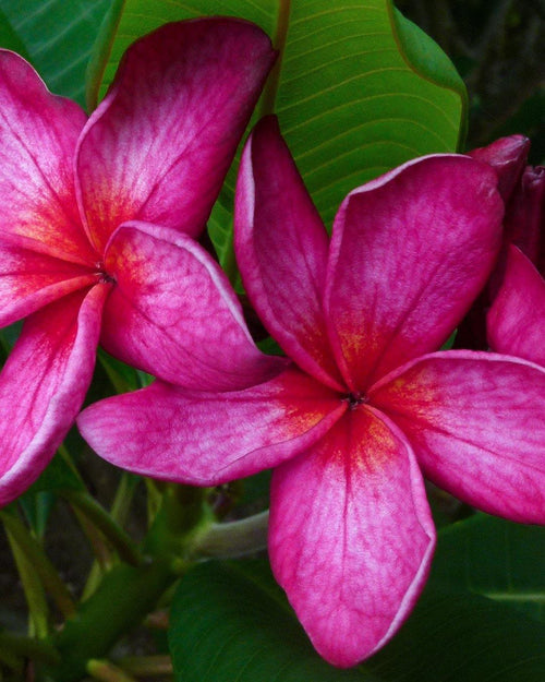 Plumeria Florentine rosa (Frangipani, Pomelia) Pianta da Fiore Tropicale in Vaso Giardino e giardinaggio/Giardinaggio/Piante da esterno/Fiori Maxbest Plants - Messina, Commerciovirtuoso.it