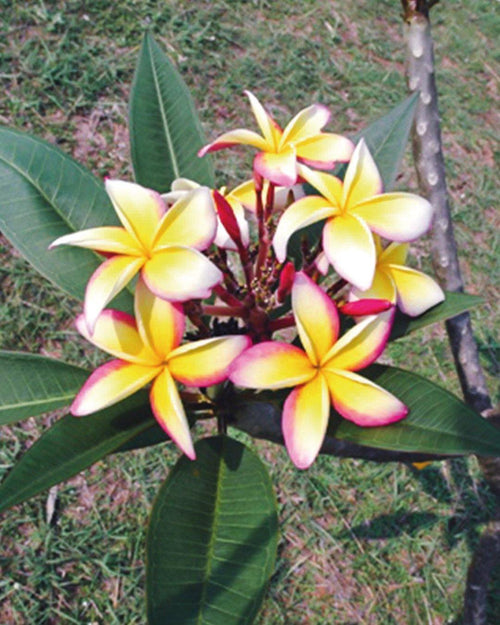 Plumeria fool's Gold Bianca-Gialla-Rosa (frangipani, Pomelia) Pianta Tropicale 5 Petali Fiori Grandi Esposizione Diretta Al Sole Giardino e giardinaggio/Giardinaggio/Piante da esterno/Fiori Maxbest Plants - Messina, Commerciovirtuoso.it