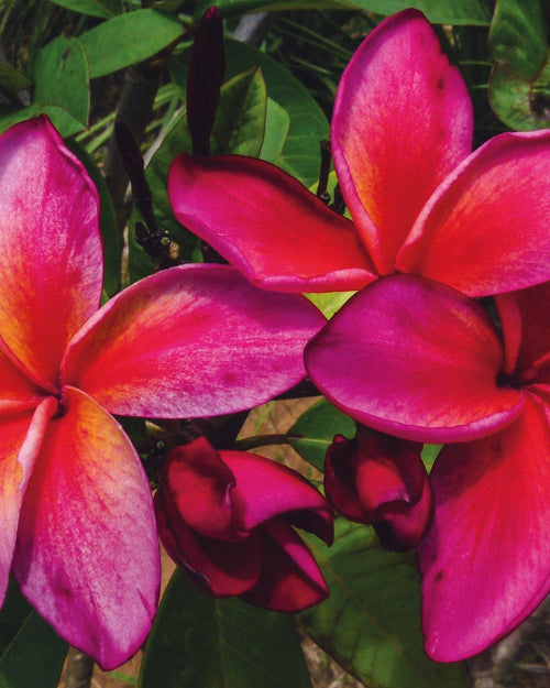 Plumeria fusion Rosa-Rossa (frangipani, Pomelia) Pianta Tropicale in vaso Giardino e giardinaggio/Giardinaggio/Piante da esterno/Fiori Maxbest Plants - Messina, Commerciovirtuoso.it