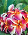 Plumeria gina Rosa-Arancione-Rossa (frangipani, Pomelia) Pianta Tropicale in Vaso Giardino e giardinaggio/Giardinaggio/Piante da esterno/Fiori Maxbest Plants - Messina, Commerciovirtuoso.it