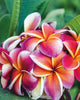 Plumeria "gina" Rosa-Arancione-Rossa (frangipani, Pomelia) Pianta Tropicale in Vaso Giardino e giardinaggio/Giardinaggio/Piante da esterno/Fiori Maxbest Plants - Messina, Commerciovirtuoso.it