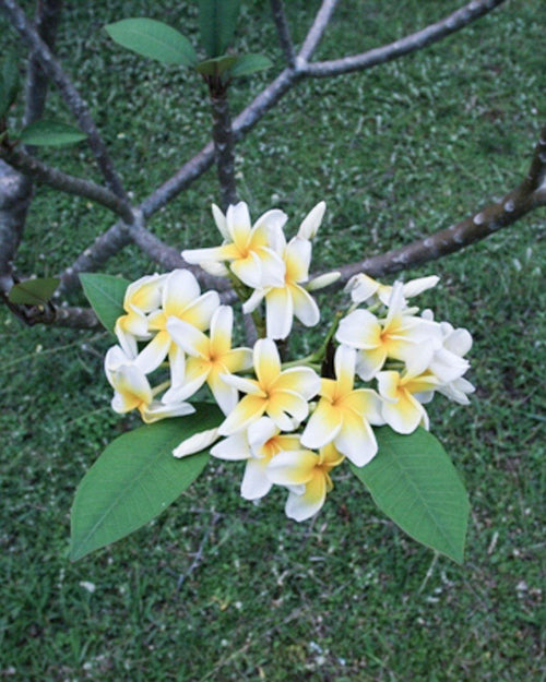 Plumeria gingerbreadman Bianca-Gialla (frangipani, Pomelia) Pianta Tropicale in Vaso Giardino e giardinaggio/Giardinaggio/Piante da esterno/Fiori Maxbest Plants - Messina, Commerciovirtuoso.it