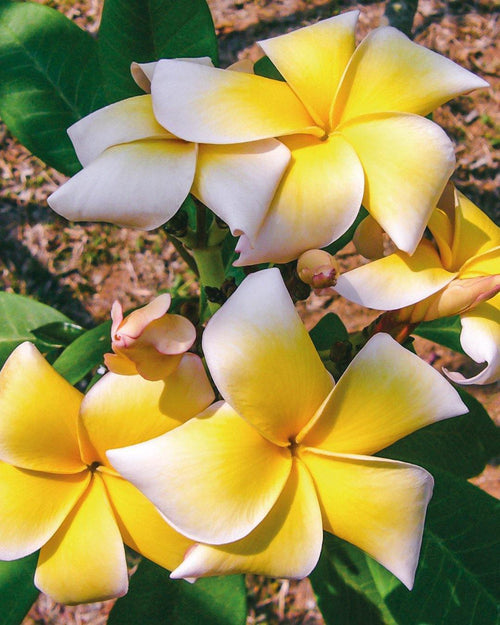 Plumeria grace Bianca-Gialla (frangipani, Pomelia) Pianta Tropicale in Vaso Giardino e giardinaggio/Giardinaggio/Piante da esterno/Fiori Maxbest Plants - Messina, Commerciovirtuoso.it
