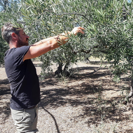 Olio extravergine di oliva MELODICO 100% monocultivar coratina italiano in latta da 5 litri olio extravergine di oliva Madrepuglia - Andria, Commerciovirtuoso.it