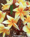 Plumeria Honey Pot arancione-gialla (Frangipani, Pomelia) Pianta da Fiore Tropicale in Vaso Giardino e giardinaggio/Giardinaggio/Piante da esterno/Fiori Maxbest Plants - Messina, Commerciovirtuoso.it