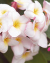 Plumeria Mini White gialla-bianca (Frangipani, Pomelia) Pianta da Fiore Tropicale in Vaso Giardino e giardinaggio/Giardinaggio/Piante da esterno/Fiori Maxbest Plants - Messina, Commerciovirtuoso.it