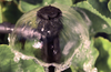 Programmatore Amico Più 2 in ABS centralina con display da 3 retroilluminato Giardino e giardinaggio/Attrezzi da giardino e attrezzature per l'irrigazione/Attrezzature per l'irrigazione/Computer per irrigazione La Zappa - Altamura, Commerciovirtuoso.it