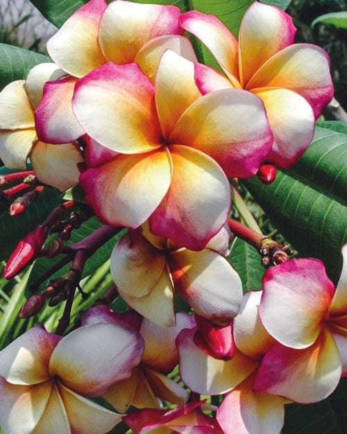 Plumeria Inner Peace rosa-bianca (Frangipani, Pomelia) Pianta da Fiore Tropicale in Vaso Giardino e giardinaggio/Giardinaggio/Piante da esterno/Fiori Maxbest Plants - Messina, Commerciovirtuoso.it
