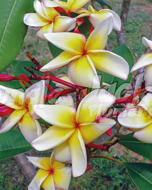Plumeria Italia gialla-bianca (Frangipani, Pomelia) Pianta da Fiore Tropicale in Vaso Giardino e giardinaggio/Giardinaggio/Piante da esterno/Fiori Maxbest Plants - Messina, Commerciovirtuoso.it