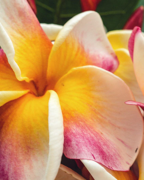 Plumeria J105 arancione-bianca-rosa (Frangipani, Pomelia) Pianta da Fiore Tropicale in Vaso Giardino e giardinaggio/Giardinaggio/Piante da esterno/Fiori Maxbest Plants - Messina, Commerciovirtuoso.it