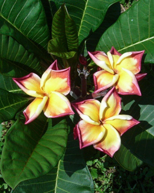 Plumeria Jackie rossa-gialla (Frangipani, Pomelia) Pianta da Fiore Tropicale in Vaso Giardino e giardinaggio/Giardinaggio/Piante da esterno/Fiori Maxbest Plants - Messina, Commerciovirtuoso.it
