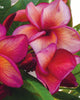 Plumeria "Karma" rosa (Frangipani, Pomelia) Pianta da Fiore Tropicale in Vaso Giardino e giardinaggio/Giardinaggio/Piante da esterno/Fiori Maxbest Plants - Messina, Commerciovirtuoso.it