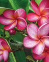 Plumeria Kyoto song arancione-rosa (Frangipani, Pomelia) Pianta da Fiore Tropicale in Vaso Giardino e giardinaggio/Giardinaggio/Piante da esterno/Fiori Maxbest Plants - Messina, Commerciovirtuoso.it