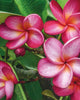 Plumeria "Kyoto song" arancione-rosa (Frangipani, Pomelia) Pianta da Fiore Tropicale in Vaso Giardino e giardinaggio/Giardinaggio/Piante da esterno/Fiori Maxbest Plants - Messina, Commerciovirtuoso.it