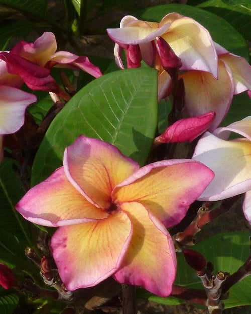 Plumeria Legend gialla-rosa (Frangipani, Pomelia) Pianta da Fiore Tropicale in Vaso Giardino e giardinaggio/Giardinaggio/Piante da esterno/Fiori Maxbest Plants - Messina, Commerciovirtuoso.it