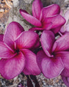 Plumeria Lorien viola (Frangipani, Pomelia) Pianta da Fiore Tropicale in Vaso Giardino e giardinaggio/Giardinaggio/Piante da esterno/Fiori Maxbest Plants - Messina, Commerciovirtuoso.it