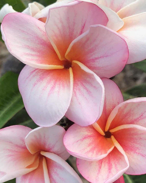 Plumeria Lullaby arancione-rosa (Frangipani, Pomelia) Pianta da Fiore Tropicale in Vaso Giardino e giardinaggio/Giardinaggio/Piante da esterno/Fiori Maxbest Plants - Messina, Commerciovirtuoso.it
