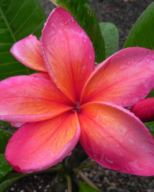 Plumeria Macarena arancione-rosa (Frangipani, Pomelia) Pianta da Fiore Tropicale in Vaso Giardino e giardinaggio/Giardinaggio/Piante da esterno/Fiori Maxbest Plants - Messina, Commerciovirtuoso.it