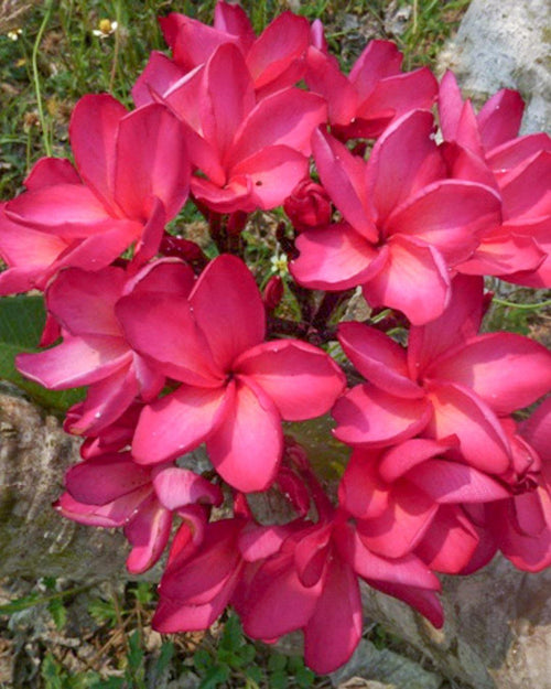 Plumeria Mandalay rossa (Frangipani, Pomelia) Pianta da Fiore Tropicale in Vaso Giardino e giardinaggio/Giardinaggio/Piante da esterno/Fiori Maxbest Plants - Messina, Commerciovirtuoso.it