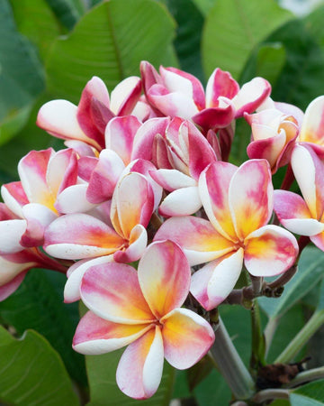 Plumeria "Matisse" rosa-bianca-gialla (Frangipani, Pomelia) Pianta da Fiore Tropicale in Vaso Giardino e giardinaggio/Giardinaggio/Piante da esterno/Fiori Maxbest Plants - Messina, Commerciovirtuoso.it