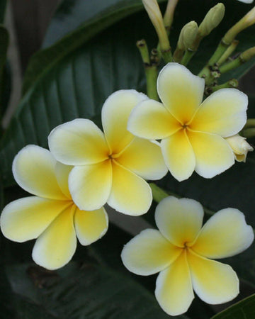 Plumeria "Mele Pa Bowaman" bianca-gialla (Frangipani, Pomelia) Pianta da Fiore Tropicale in Vaso Giardino e giardinaggio/Giardinaggio/Piante da esterno/Fiori Maxbest Plants - Messina, Commerciovirtuoso.it