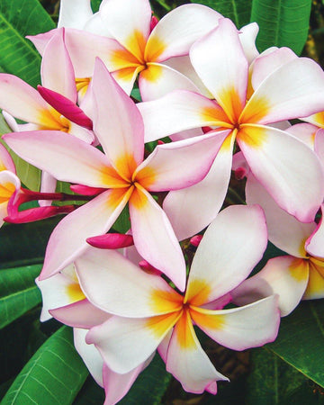 Plumeria "Melody" bianca-arancione-rosa (Frangipani, Pomelia) Pianta da Fiore Tropicale in Vaso Giardino e giardinaggio/Giardinaggio/Piante da esterno/Fiori Maxbest Plants - Messina, Commerciovirtuoso.it