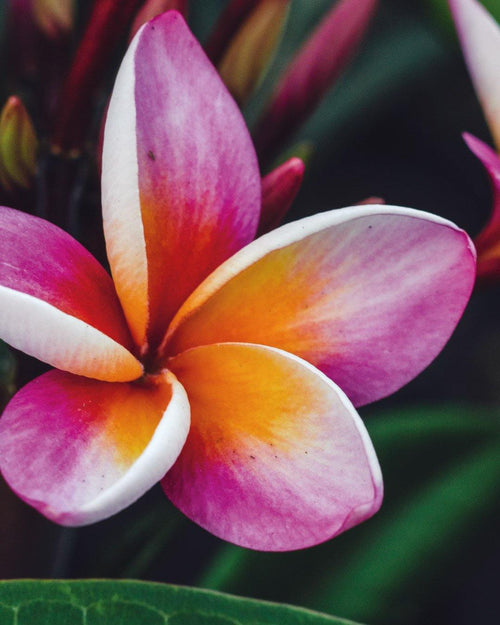 Plumeria Mini Me rosa-gialla-bianca (Frangipani, Pomelia) Pianta da Fiore Tropicale in Vaso Giardino e giardinaggio/Giardinaggio/Piante da esterno/Fiori Maxbest Plants - Messina, Commerciovirtuoso.it