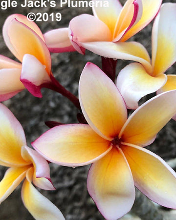 Plumeria "Mojave" rosa-gialla-bianca (Frangipani, Pomelia) Pianta da Fiore Tropicale in Vaso Giardino e giardinaggio/Giardinaggio/Piante da esterno/Fiori Maxbest Plants - Messina, Commerciovirtuoso.it