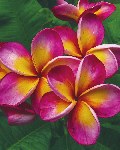 Plumeria Mona Lisa rosa-gialla (Frangipani, Pomelia) Pianta da Fiore Tropicale in Vaso Giardino e giardinaggio/Giardinaggio/Piante da esterno/Fiori Maxbest Plants - Messina, Commerciovirtuoso.it