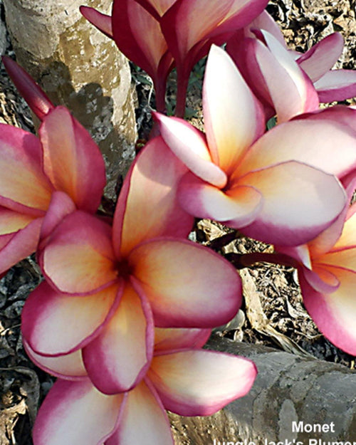 Plumeria Monet rosa-gialla-bianca (Frangipani, Pomelia) Pianta da Fiore Tropicale in Vaso Giardino e giardinaggio/Giardinaggio/Piante da esterno/Fiori Maxbest Plants - Messina, Commerciovirtuoso.it