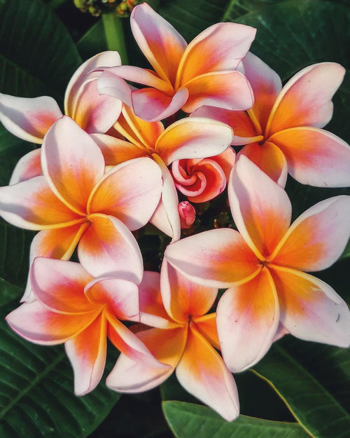 Plumeria Mystique rosa-arancione (Frangipani, Pomelia) Pianta da Fiore Tropicale in Vaso Giardino e giardinaggio/Giardinaggio/Piante da esterno/Fiori Maxbest Plants - Messina, Commerciovirtuoso.it