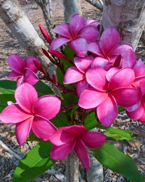 Plumeria Nevita rosa (Frangipani, Pomelia) Pianta da Fiore Tropicale in Vaso Giardino e giardinaggio/Giardinaggio/Piante da esterno/Fiori Maxbest Plants - Messina, Commerciovirtuoso.it