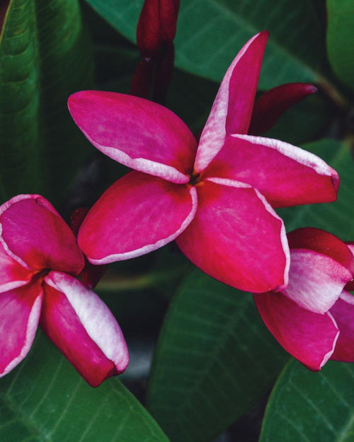 Plumeria Nirvana rosa-bianca (Frangipani, Pomelia) Pianta da Fiore Tropicale in Vaso Giardino e giardinaggio/Giardinaggio/Piante da esterno/Fiori Maxbest Plants - Messina, Commerciovirtuoso.it