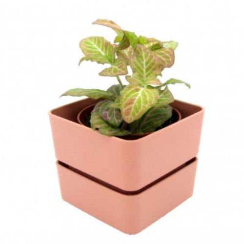 Vaso quadrato Veleta in Plastica da esterno e giardino per piante e fiori Giardino e giardinaggio/Attrezzi da giardino e attrezzature per l'irrigazione/Vasi e accessori per piante/Vasi tradizionali Decor Space - Altamura, Commerciovirtuoso.it