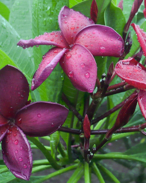 Plumeria Opus viola (Frangipani, Pomelia) Pianta da Fiore Tropicale in Vaso Giardino e giardinaggio/Giardinaggio/Piante da esterno/Fiori Maxbest Plants - Messina, Commerciovirtuoso.it
